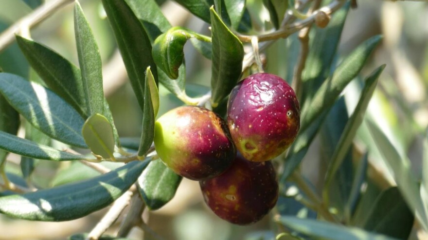 Zašto su dušik, fosfor i bor bitni za bolji urod masline?