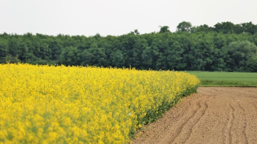 Gorusica Je Buducnost U Proizvodnji Biopesticida Eko Proizvodnja Agroklub Ba