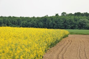 Gorušica je budućnost u proizvodnji biopesticida?