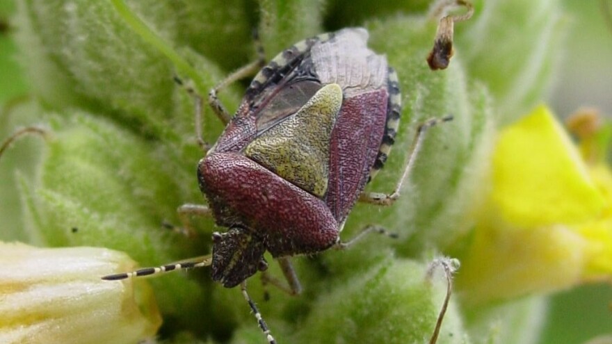 Italija kreće u biološku kontrolu smrdljivih martina