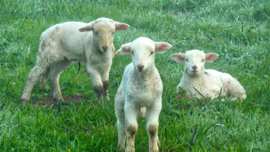 Neprodani janjci stočarima noćna mora, vukovima poslastica