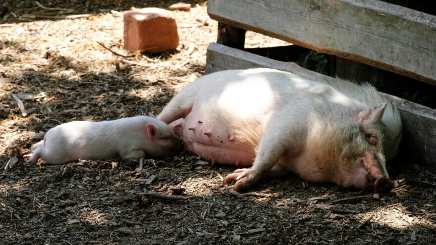 Iz APPRRR-a podsjećaju na rok za primarne poljoprivredne proizvođače