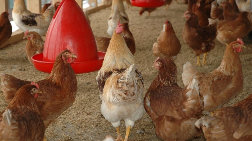 InsectoSec® protiv crvene grinje koja uzrokuje velike štete u uzgoju peradi