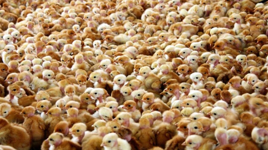 'Rat' Velike Britanije i SAD-a zbog antibiotika na farmama?