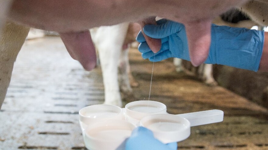 Koji faktori utiču na broj somatskih ćelija u mlijeku?