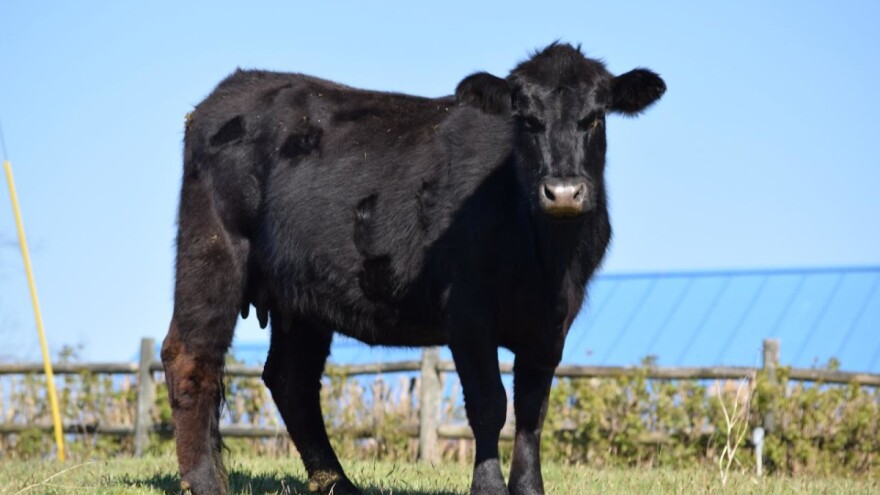 Japansko Wagyu govedo "teško" nevjerojatnih 50.000 eura