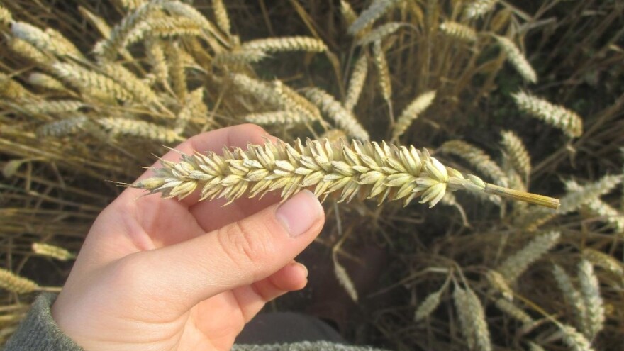 Čim Vlada odobri novac za otkup - znaće se cena pšenice?