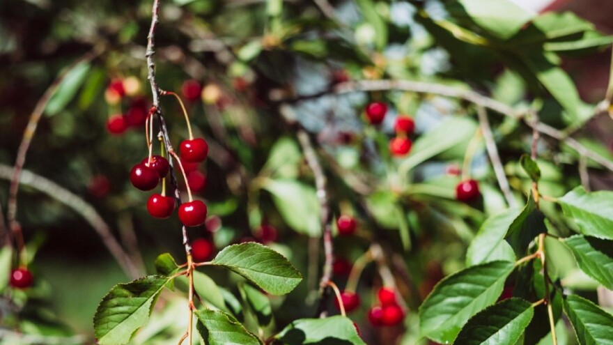 Scenario za višnju isti kao prošle godine?