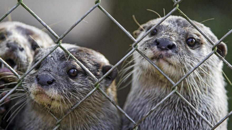 Nakon usmrćivanja 570.000 zaraženih kuna u Nizozemskoj, sličan scenarij čeka Dansku?