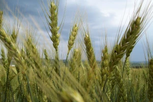 Cena prošlogodišnjeg roda pšenice pala pred novu žetvu - 18 dinara