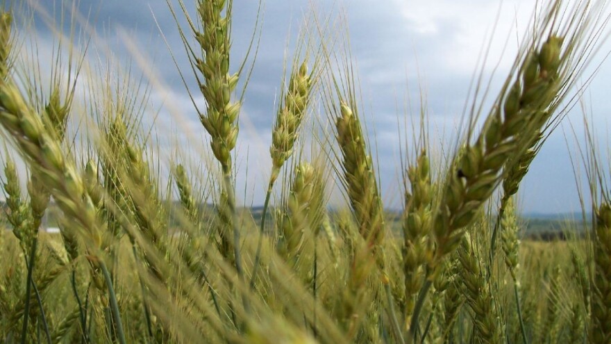 Cena prošlogodišnjeg roda pšenice pala pred novu žetvu - 18 dinara