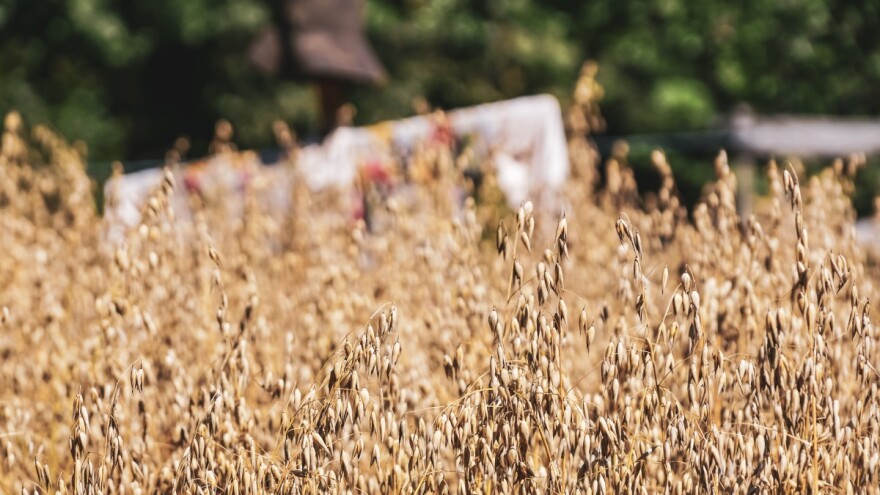 Trendovi u ratarstvu: Njemačka ove godine proizvodi 30% više zobi