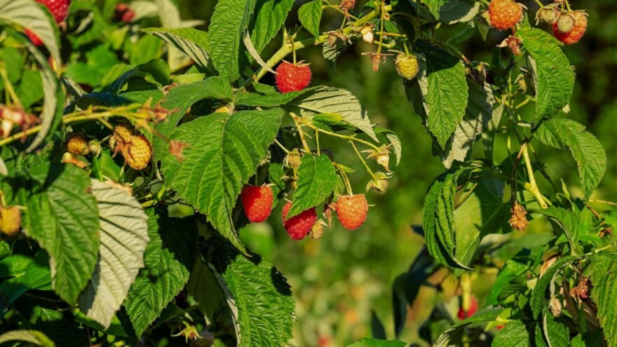 Malina: Cena 200 dinara, kiša odlaže berbu, ali i nedostatak berača?