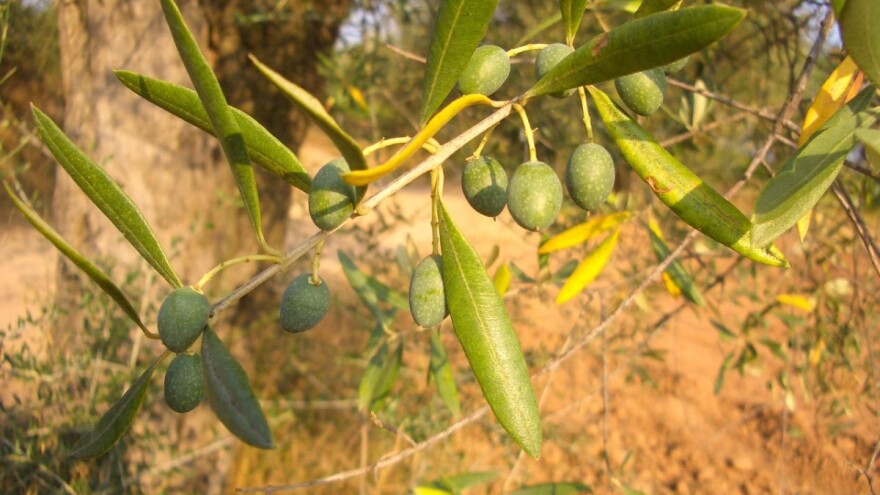 Kako maslini osigurati vodu?