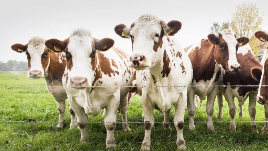 Produžen rok za podnošenje zahtjeva za uzgoj junica!