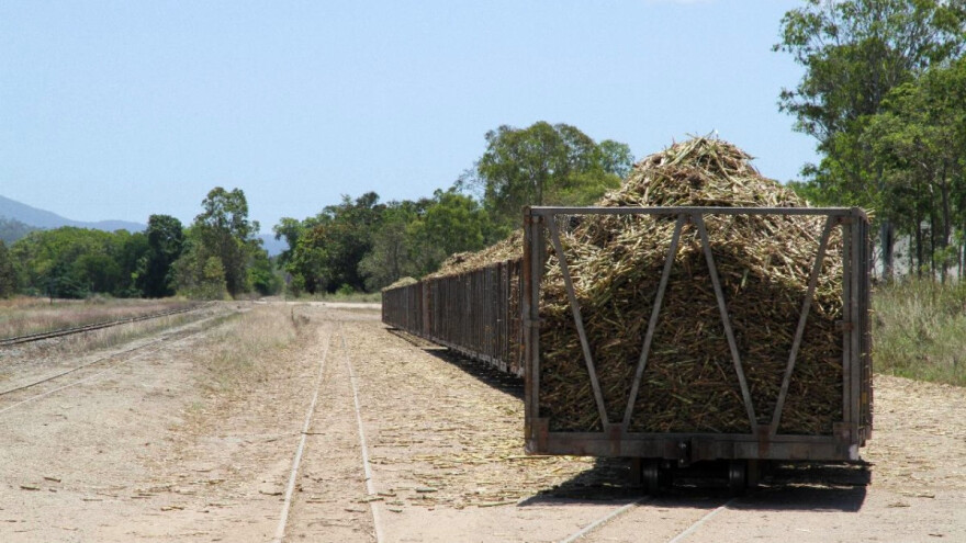 Zašto raste proizvodnja šećera od trske u Brazilu i Indiji?