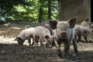 Dodatne mjere pomoći sektorima stočarstva i vinarstva