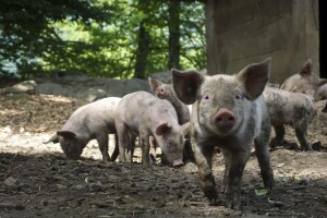 Dodatne mjere pomoći sektorima stočarstva i vinarstva
