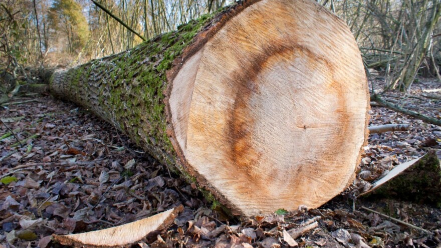 DZS: Vrijednost ukupnog outputa šumarstva u 2018. porasla za preko 10%