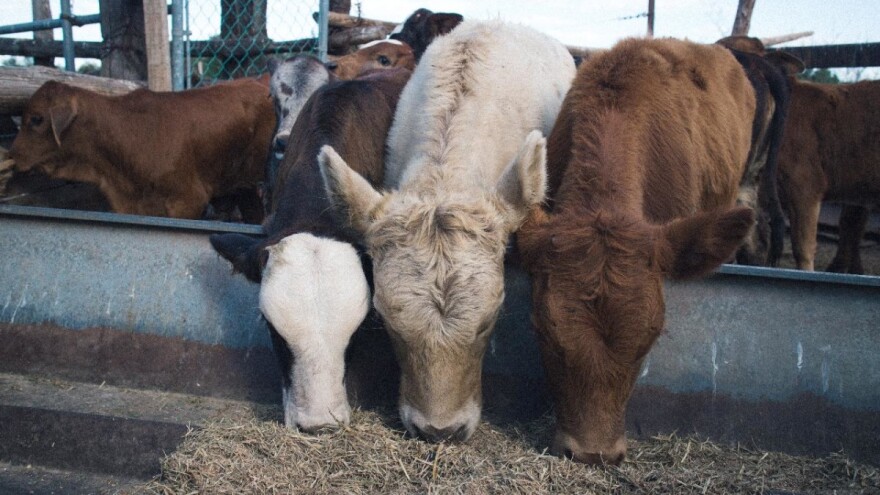 Sufinanciranje rada uzgojnih udruženja u stočarstvu
