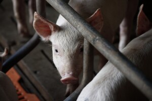 Uginulo tisuću svinja na farmi kod Varaždina - ugušile se?