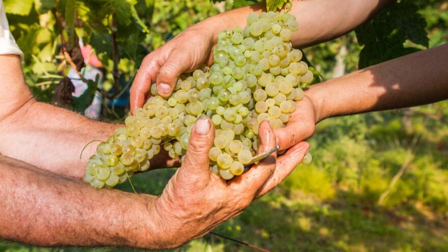 Dunavskim putem vina za promociju proizvođača iz regije Bač - Kiškun