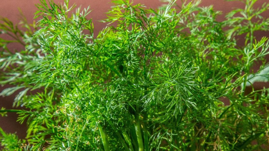 Kako na pravilan način gajiti mirođiju?