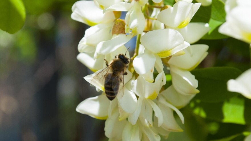 U Mađarskoj najgori prinosi bagremovog meda u posljednjih 50 godina