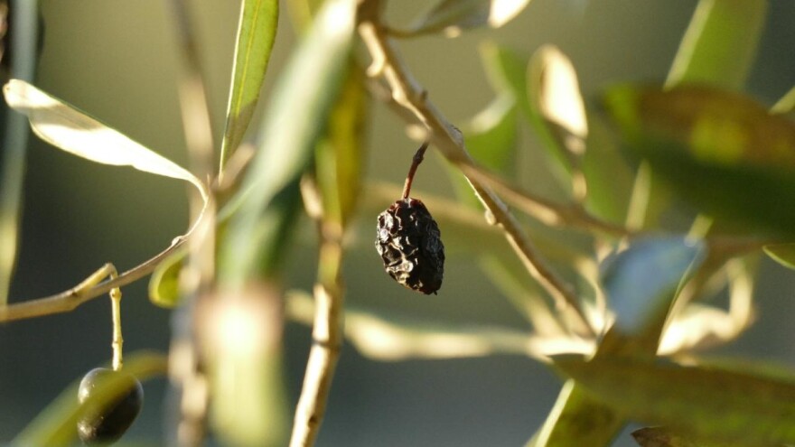 Kako maslinu spasiti od suše?