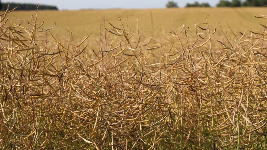 EU očekuje najlošiju žetvu uljane repice unazad 14 godina?