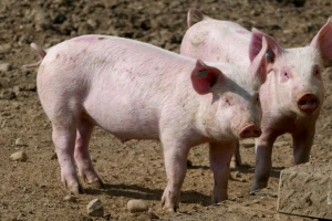 Isplaćene izvanredne mjere stočarima, u Stonu uručeni ugovori iz Programa ruralnog razvoja