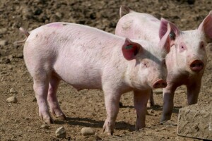 Isplaćene izvanredne mjere stočarima, u Stonu uručeni ugovori iz Programa ruralnog razvoja