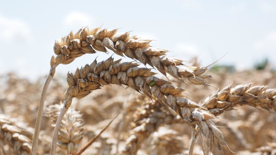 Otkupljivači za pšencu nude 19 dinara?