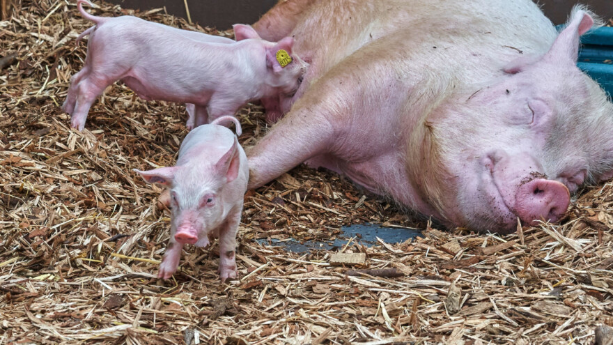 Virus svinjskog gripa G4 ipak ne može da zarazi ljude i postane pandemijski?