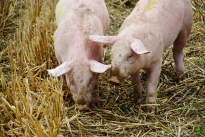 DZS: Stočna proizvodnja lani porasla za preko 10 posto