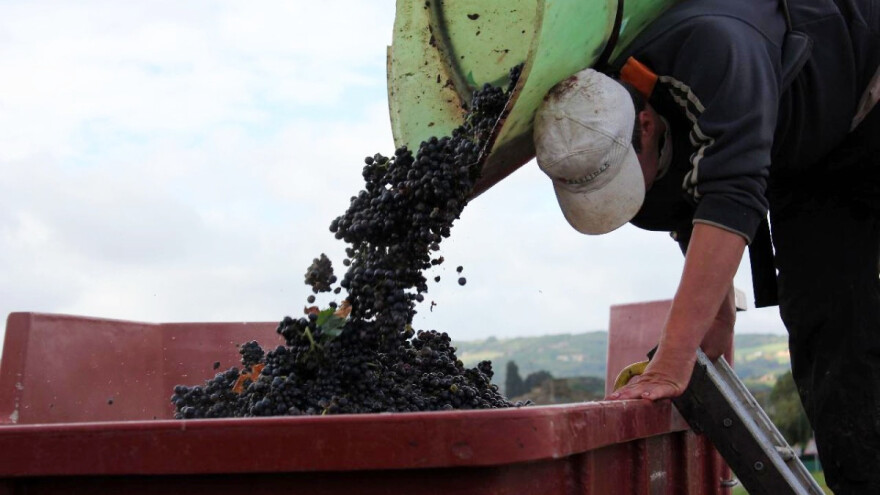 Kako su berači grožđa postali žrtve modernog ropstva?