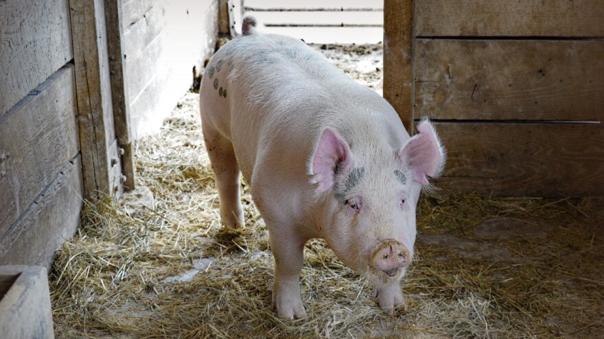 Općina Kakanj: Prijavite se za podsticaj za rasplodne krmače