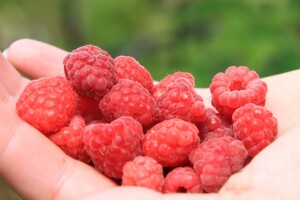 Cijena maline neće ići ispod 3 KM/kg, ali rod je ove godine podbacio