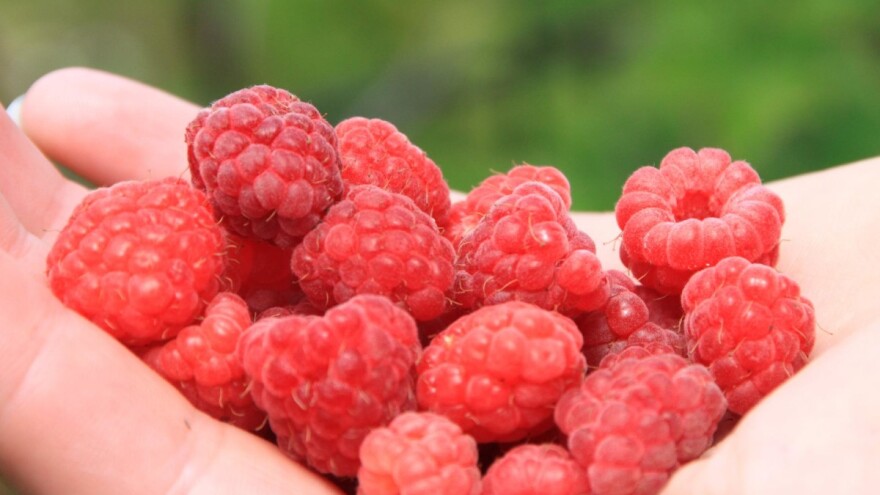 Cijena maline neće ići ispod 3 KM/kg, ali rod je ove godine podbacio