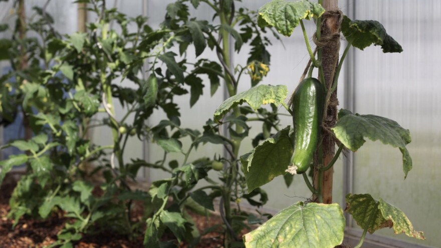 Od rekordnih 1.412 prijava, isplaćeni podsticaji za 653 poljoprivrednika