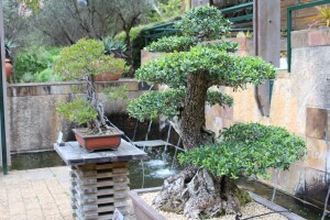 Bon znači posuda, sai drvo, a kako uspješno uzgojiti bonsai?
