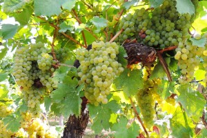 Zašto je važno optrgavanje listova u rodnom vinogradu?