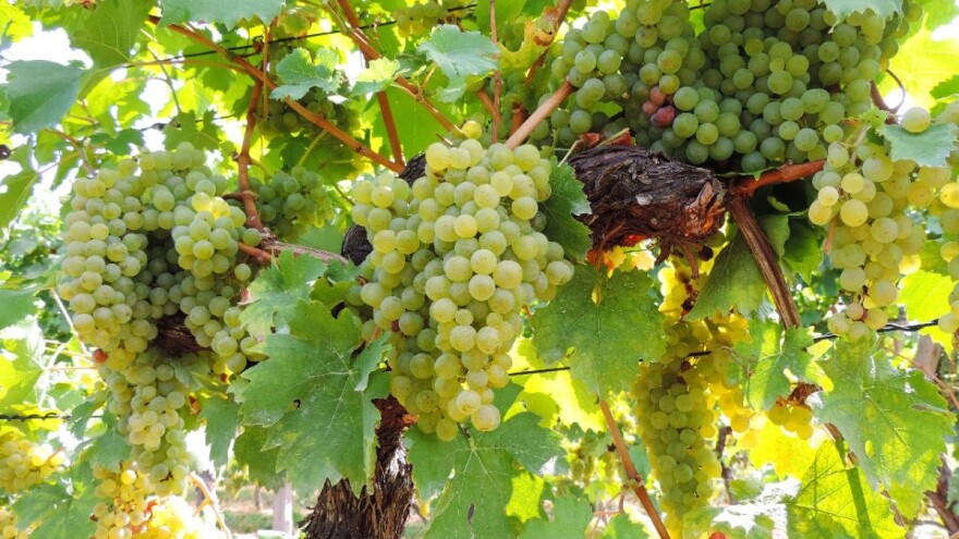 Zašto je važno optrgavanje listova u rodnom vinogradu?