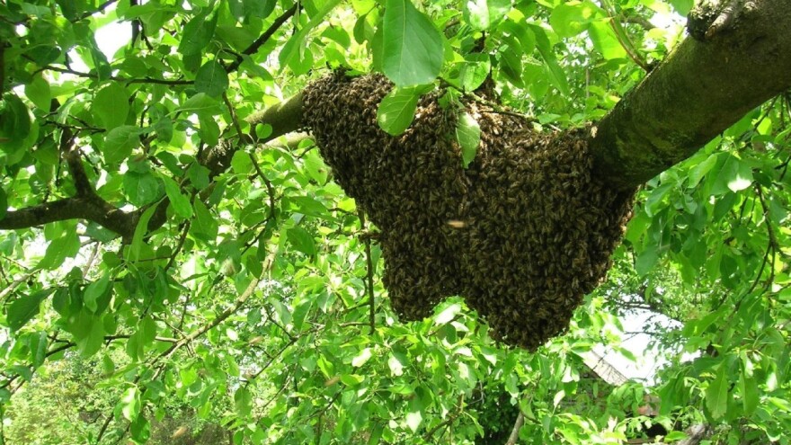 Vrijeme je rojenja, što kad vam se pčele nastane u dvorištu