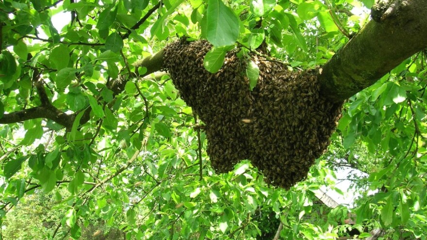 Šta napraviti ako u svom dvorištu primijetite roj pčela?