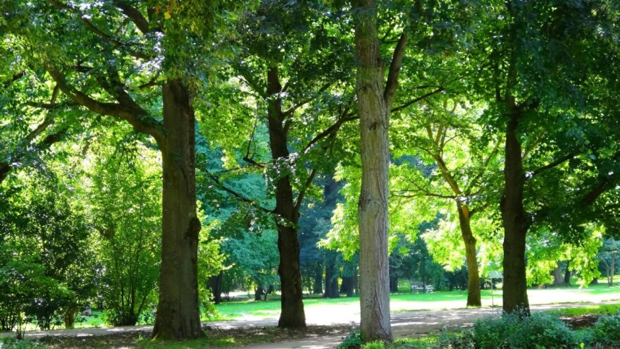 Na jesen kreću u akciju sadnje 1.000 stabala