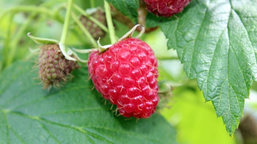 Ministar Pašalić: RS proizvodi šest puta više maline nego što su njene potrebe