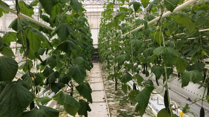 Najavili blokadu granica: Uzgajivači šljive i krastavaca dali ultimatum