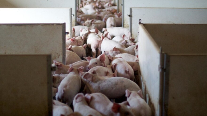 Zbog niskih otkupnih cijena svinjogojci su glavne žrtve zatvaranja klaonica
