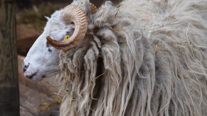Zdravlje korisnika kurbanskog mesa je prioritet svih u procesu klanja kurbana